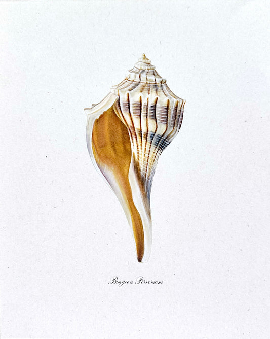 Lightning Whelk Print - Texas State Shell