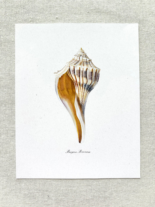 Lightning Whelk Print - Texas State Shell