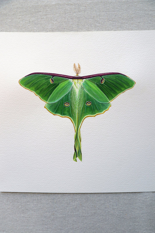 Luna Moth | Original Painting