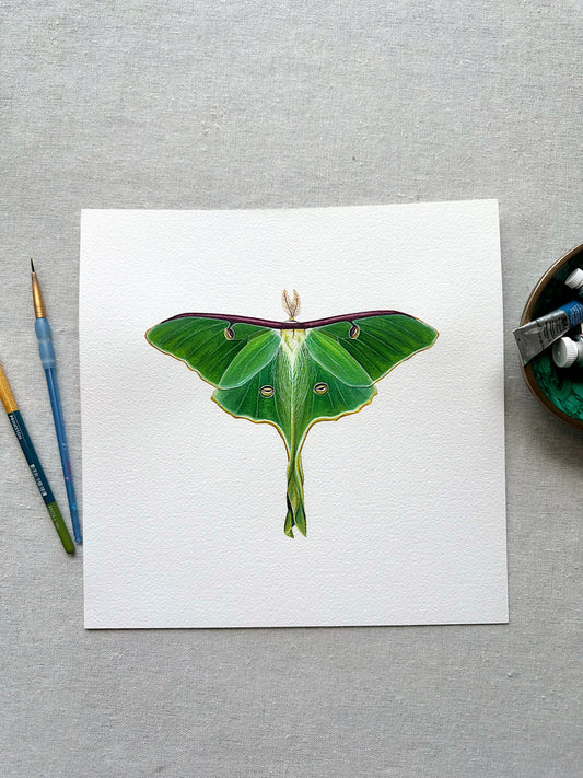 Luna Moth | Original Painting