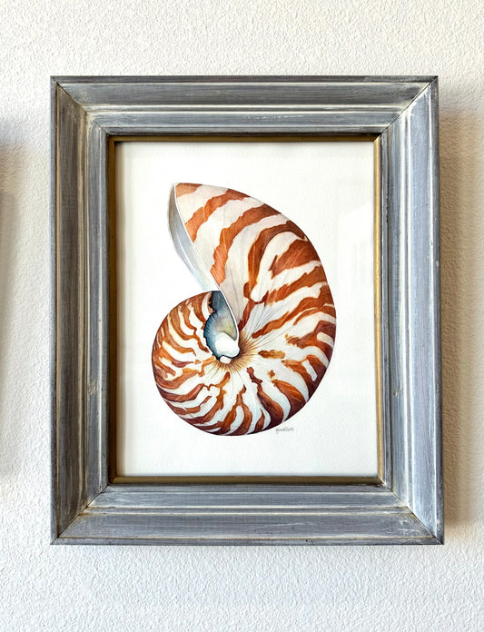 Framed Watercolor Nautilus Shell | Original Painting