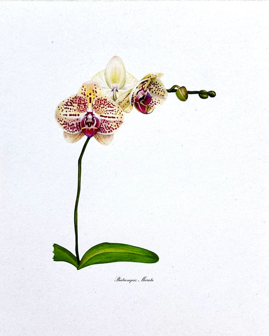 Orchid Print