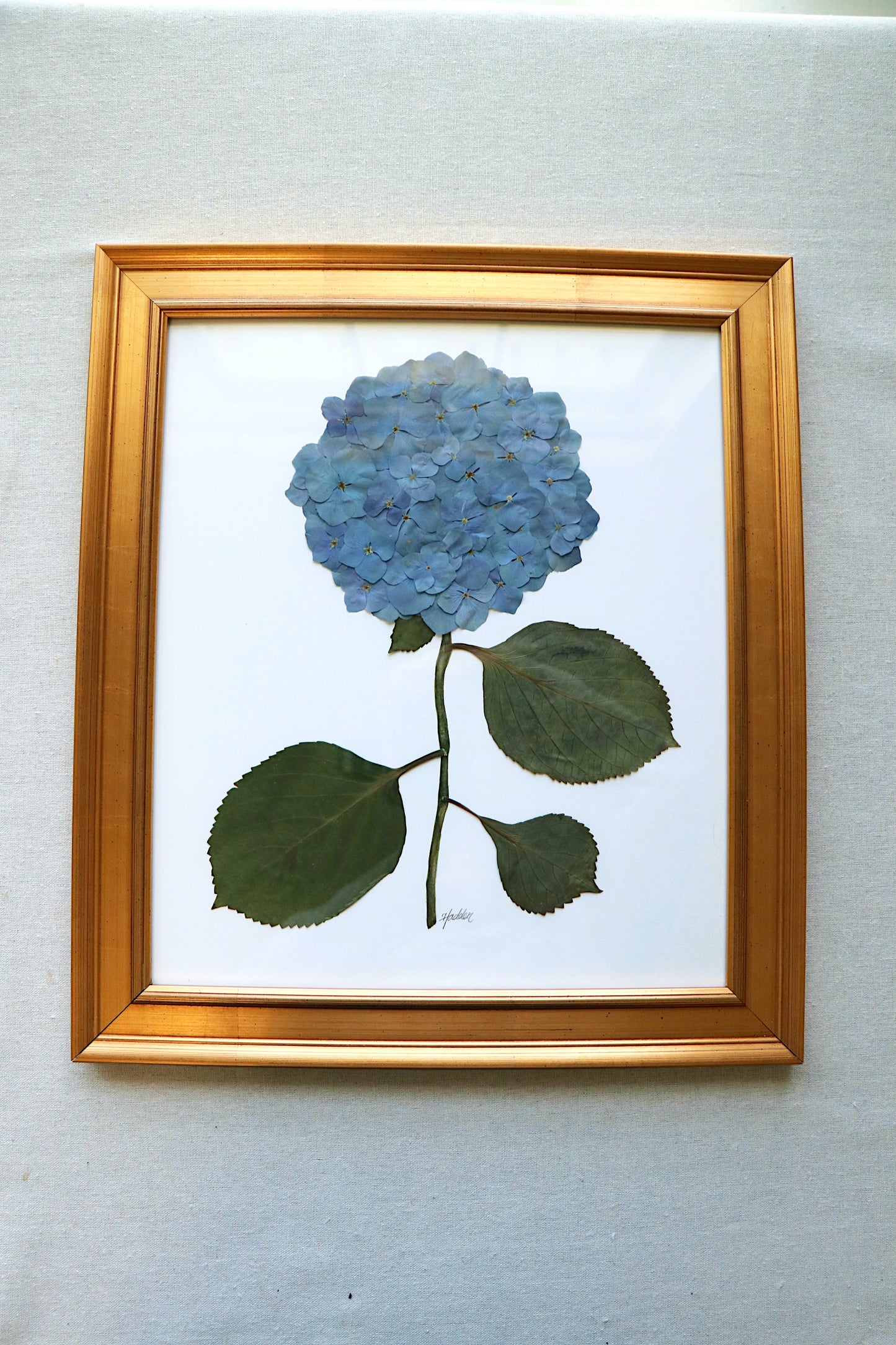 Pressed Hydrangea in Gold Frame