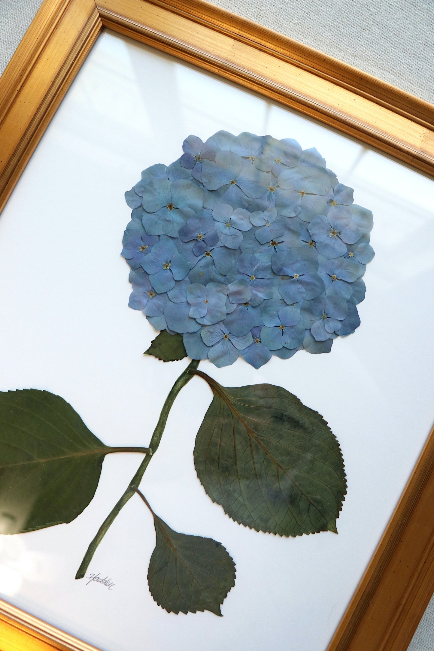 Pressed Hydrangea in Gold Frame
