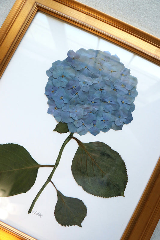 Pressed Hydrangea in Gold Frame