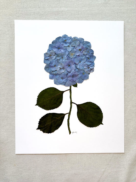 Unframed Pressed Hydrangea 1