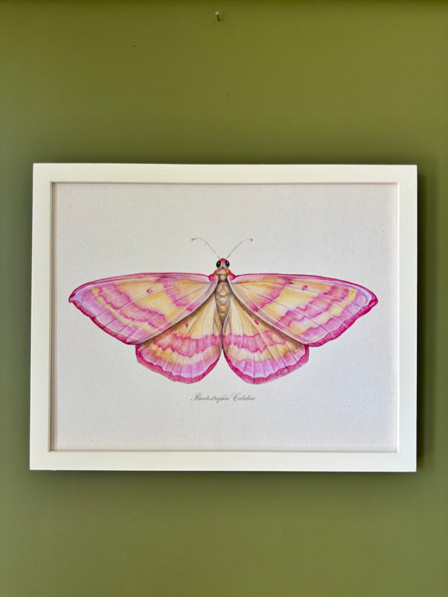 Pink Moth Print