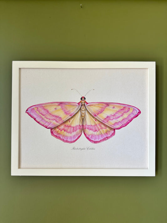 Pink Moth Print