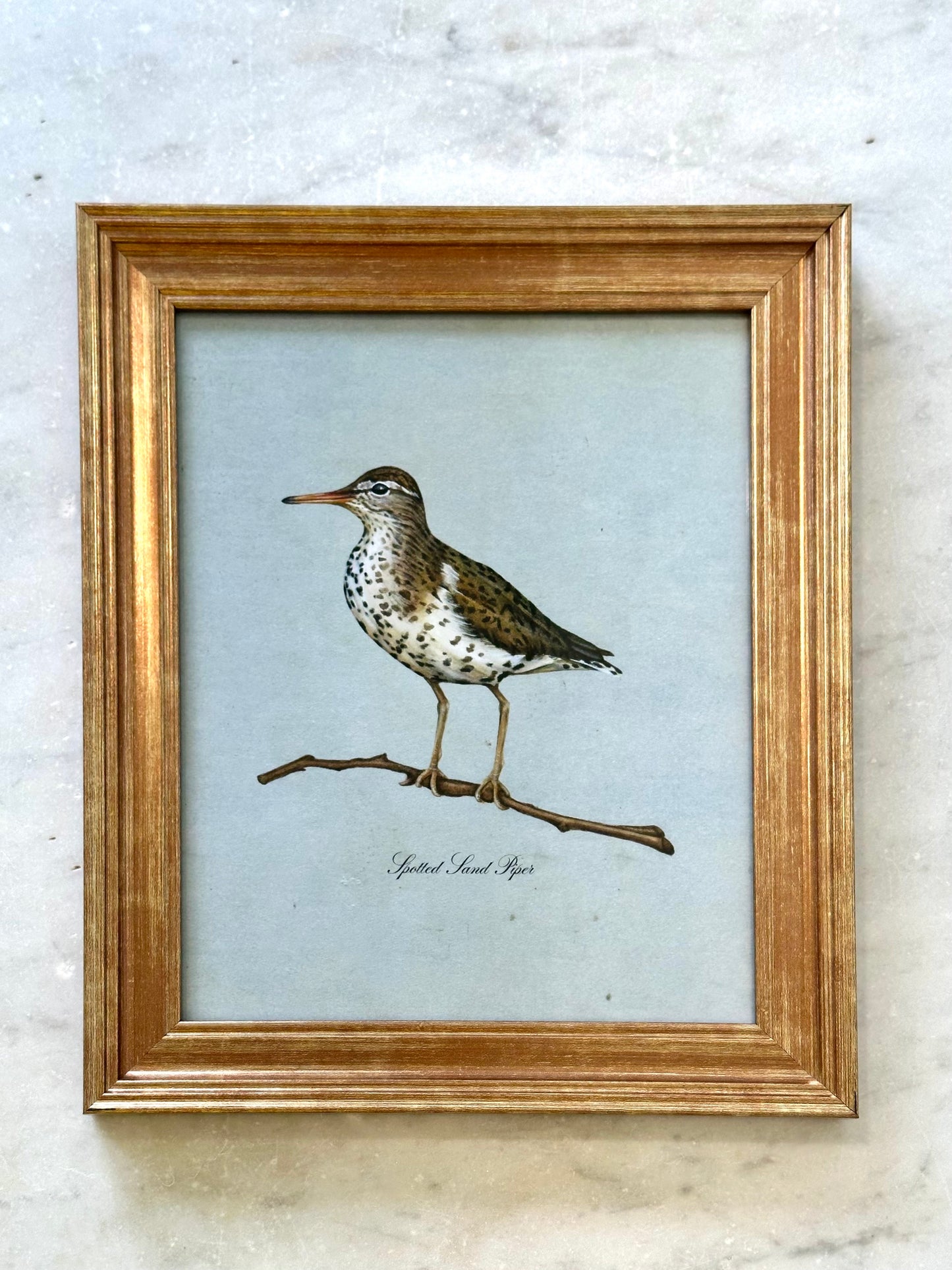 Framed Spotted Sandpiper on Blue