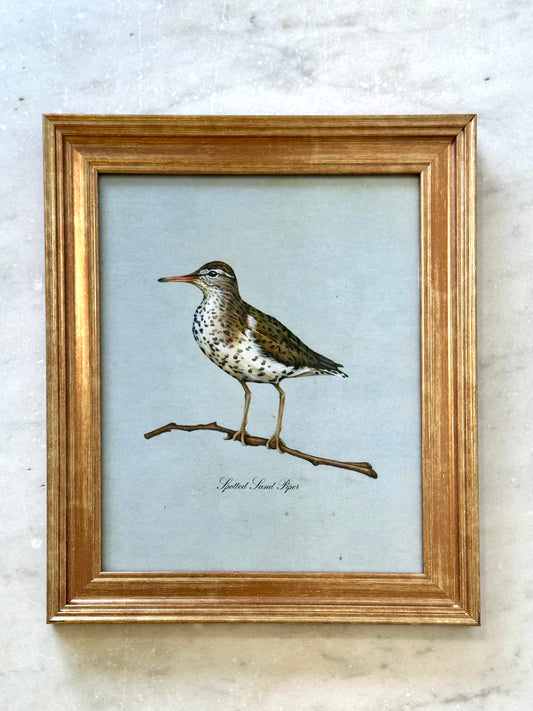 Framed Spotted Sandpiper on Blue