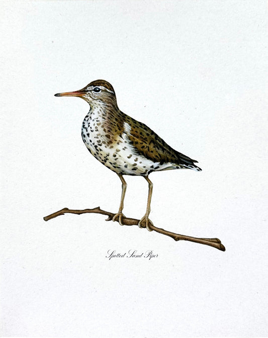 Spotted Sandpiper Print