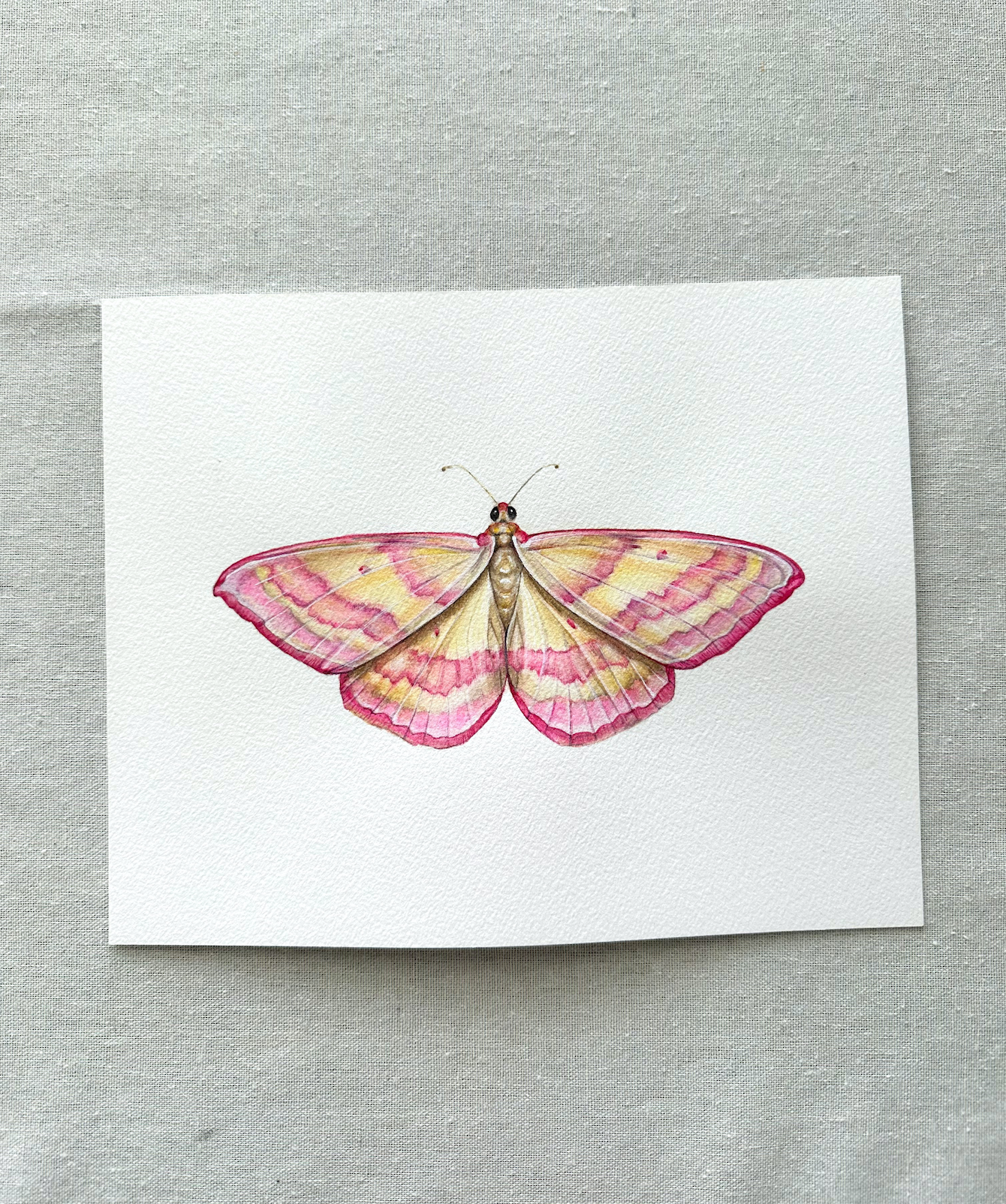 Pink-Barred Moth | Original Painting