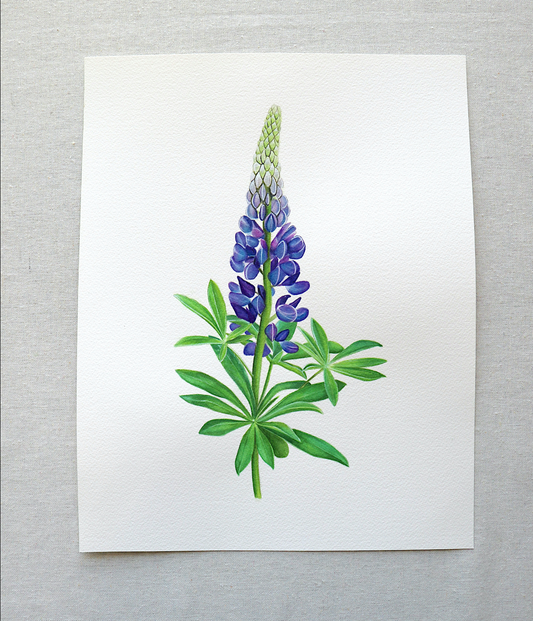 Lupine | Original Painting