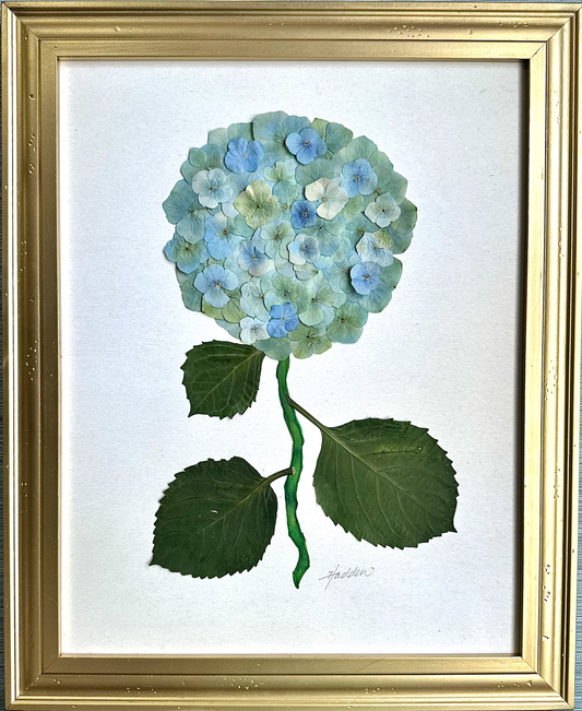 Original Pressed Hydrangea V/VII