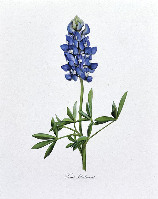 Texas Bluebonnet Print