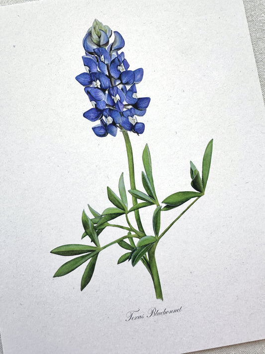 Texas Bluebonnet Print