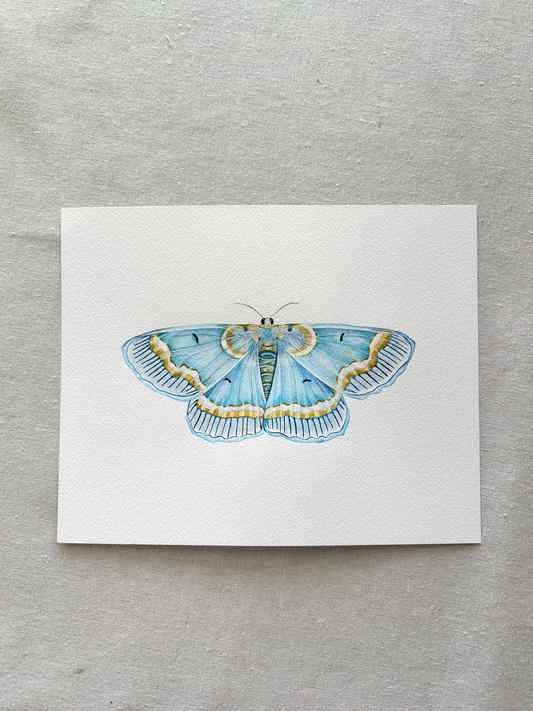 Baby Blue Moth | Original Painting