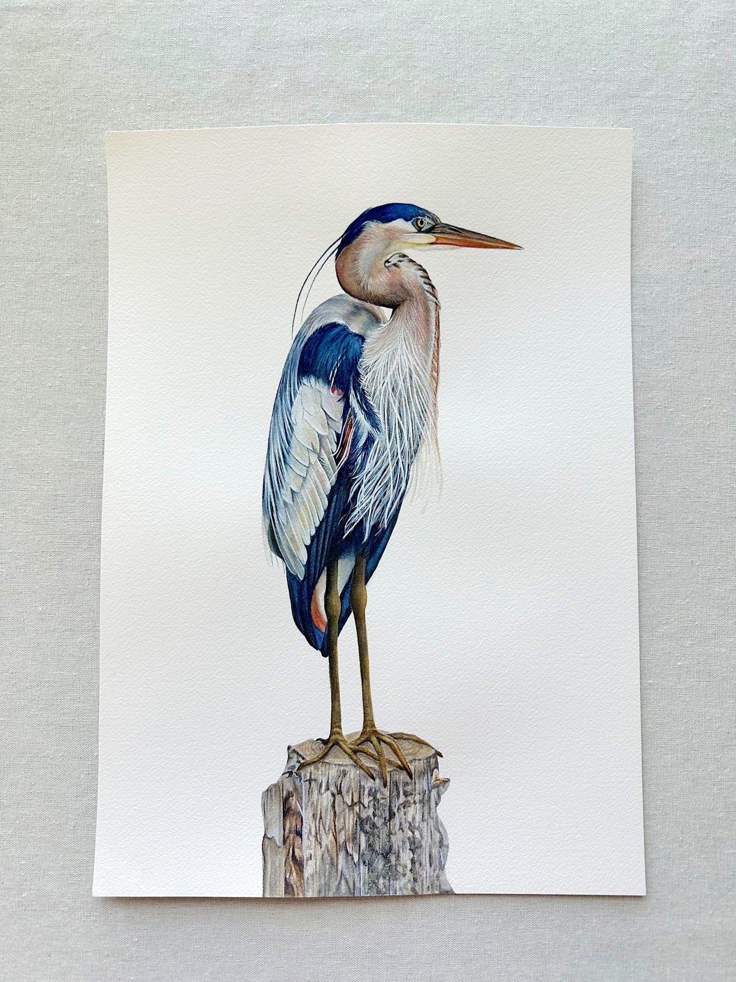 Original Great Blue Heron