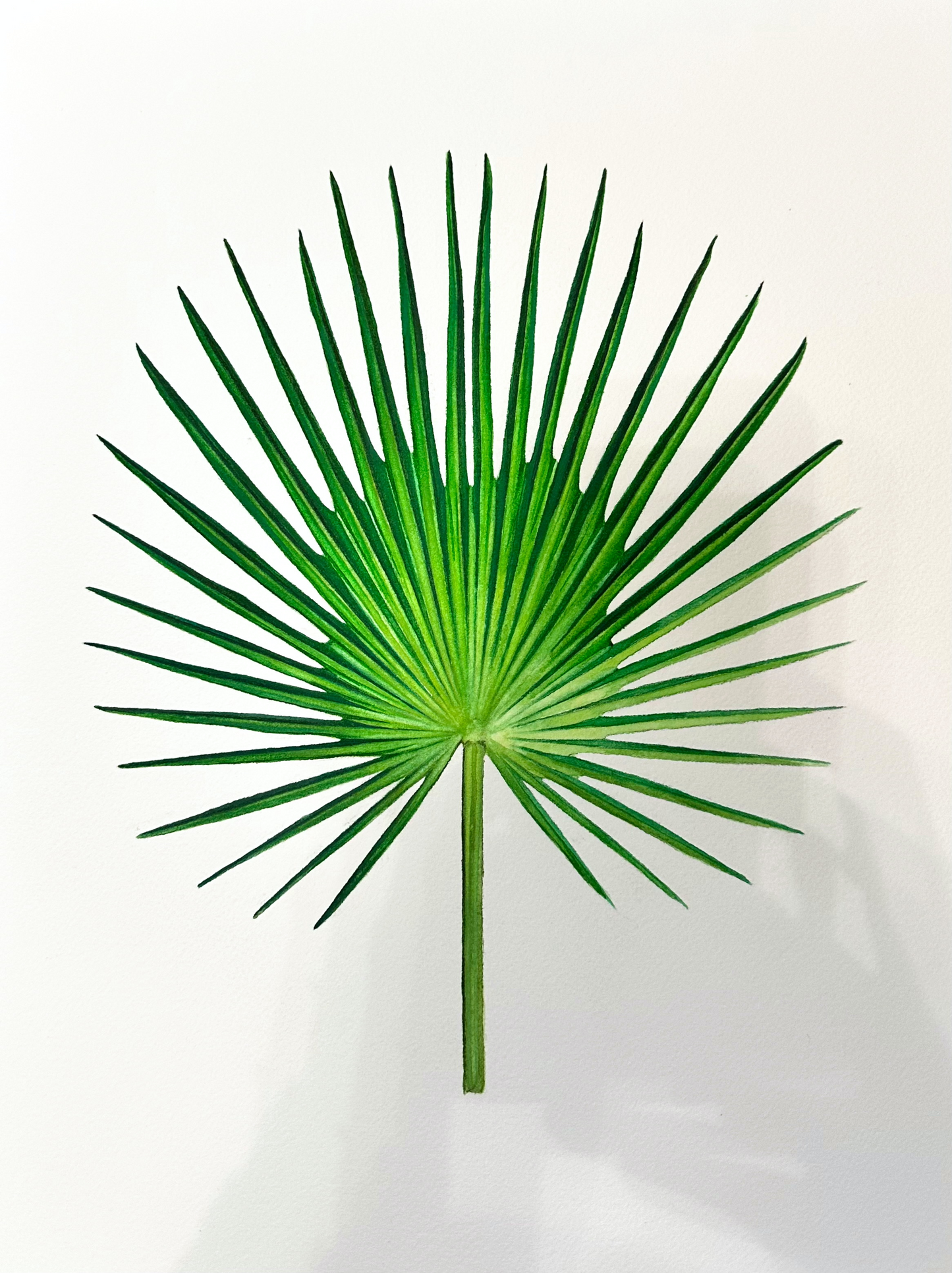Fan Palm | Original Painting