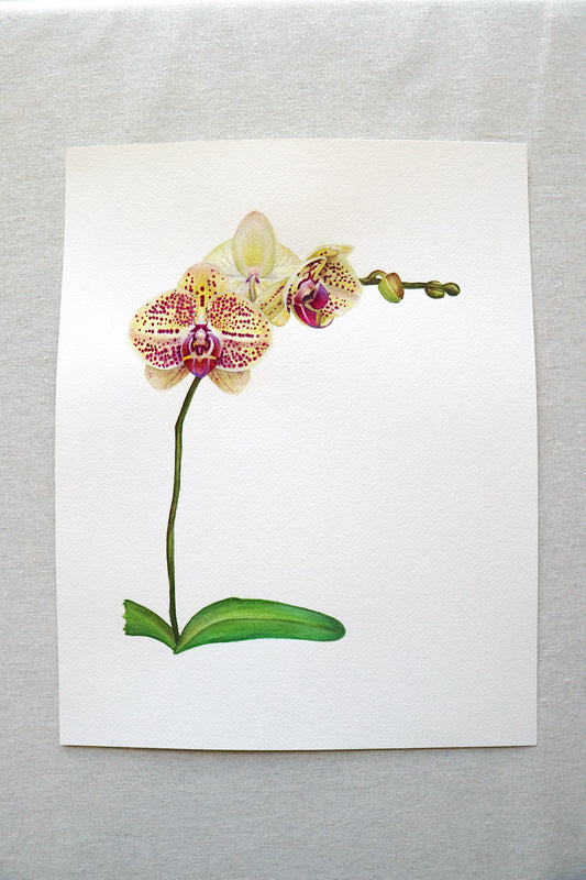 Phalaenopsis Mariola Orchid | Original Painting