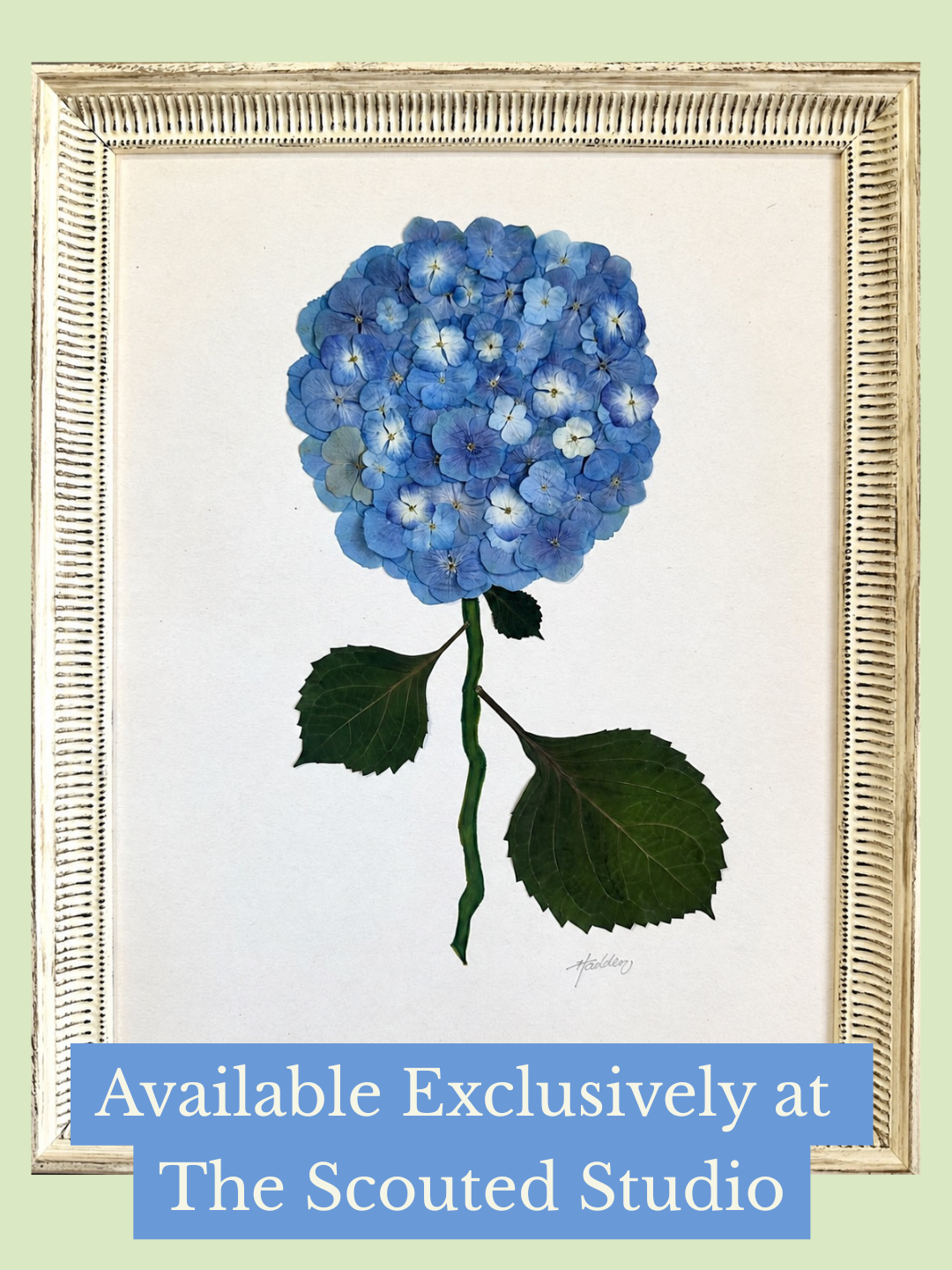 Original Pressed Hydrangea I/VII