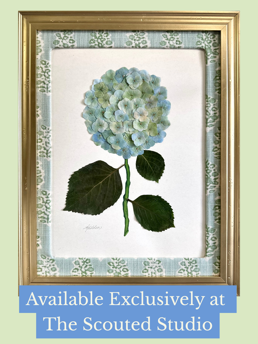 Original Pressed Hydrangea IV/VII