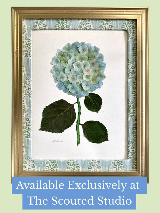 Original Pressed Hydrangea IV/VII