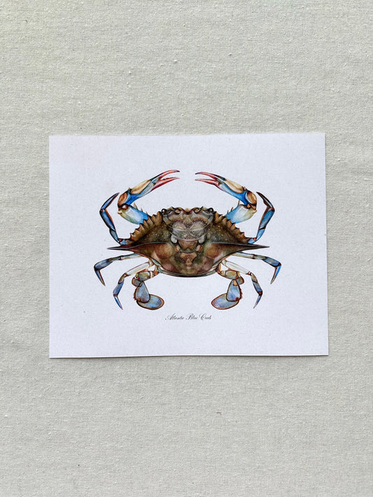 Blue Crab Print