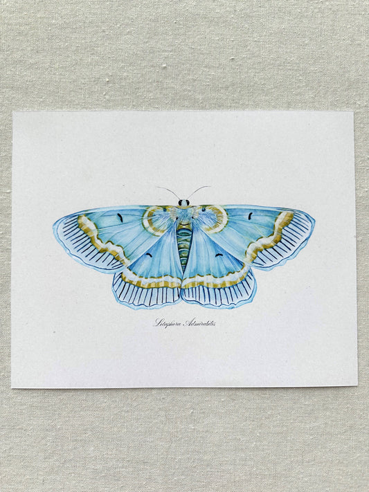 Blue Moth Print