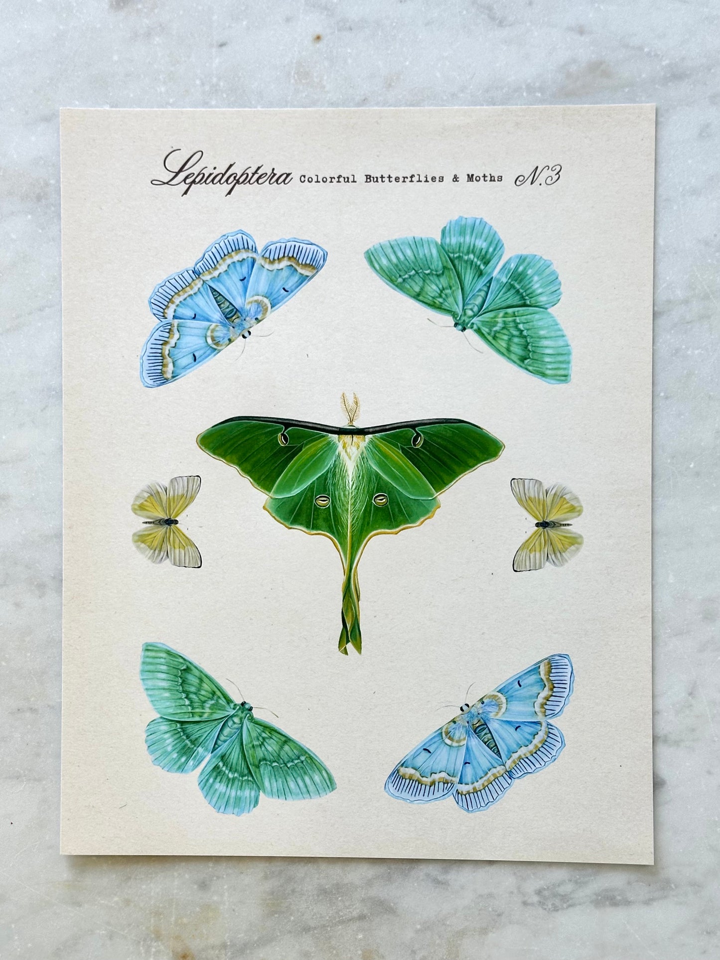 Butterfly + Moth Taxonomy #3 Print