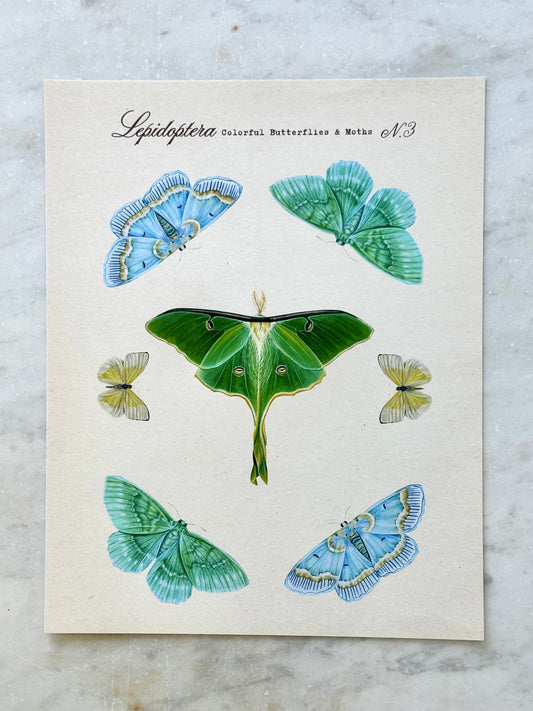 Butterfly + Moth Taxonomy #3 Print