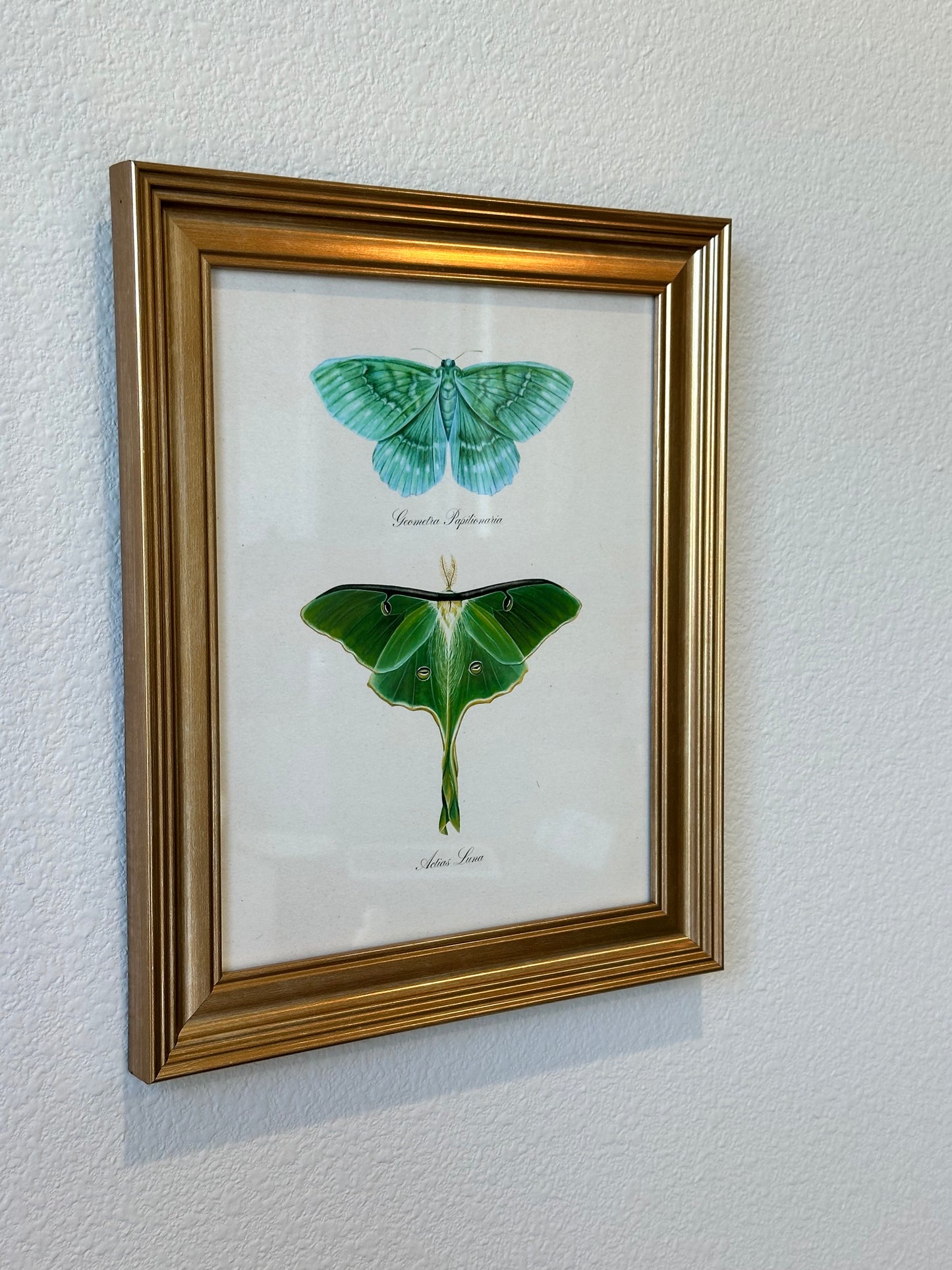 Framed Emerald + Luna Moths Print