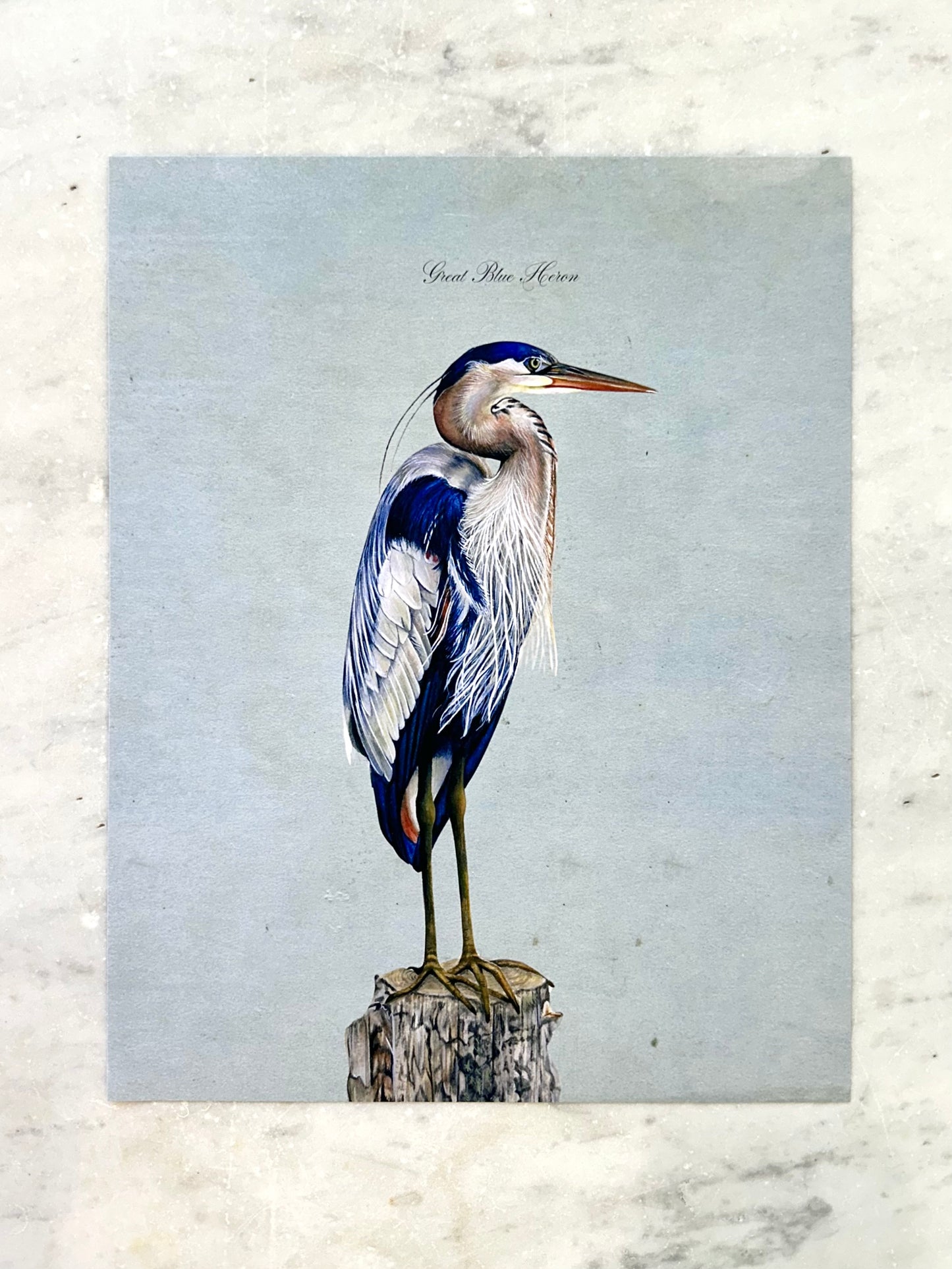 Great Blue Heron on Blue