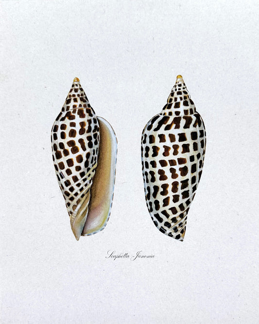 Junonia Print