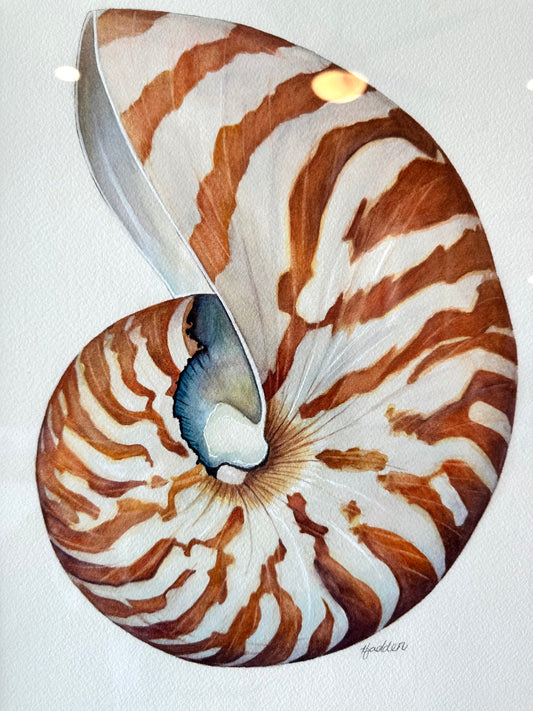 Framed Watercolor Nautilus Shell | Original Painting