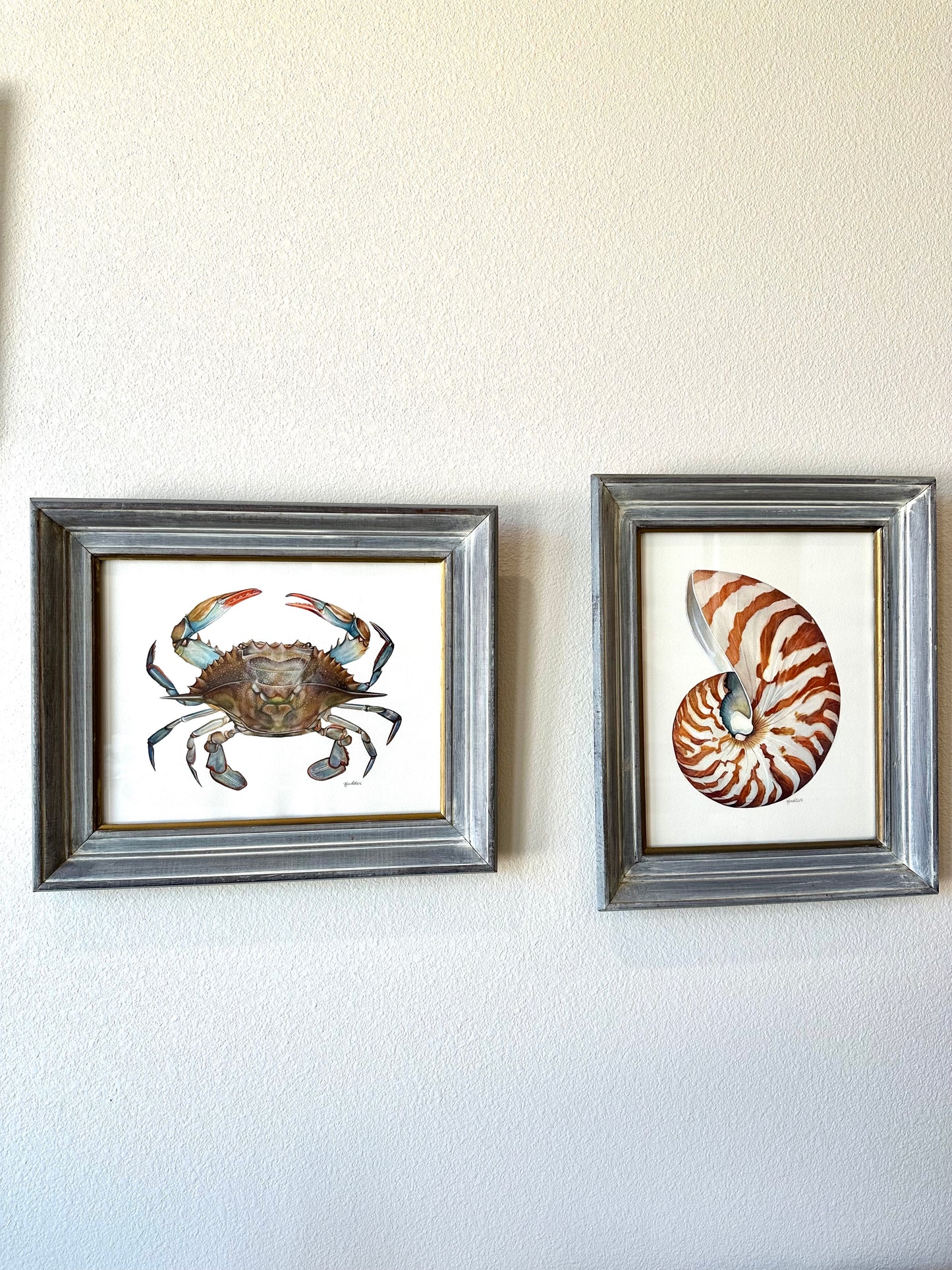 Framed Watercolor Nautilus Shell | Original Painting