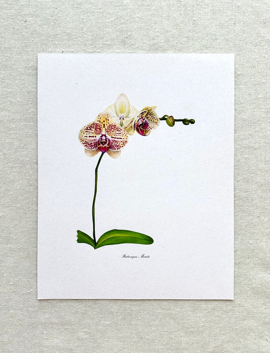 Orchid Print