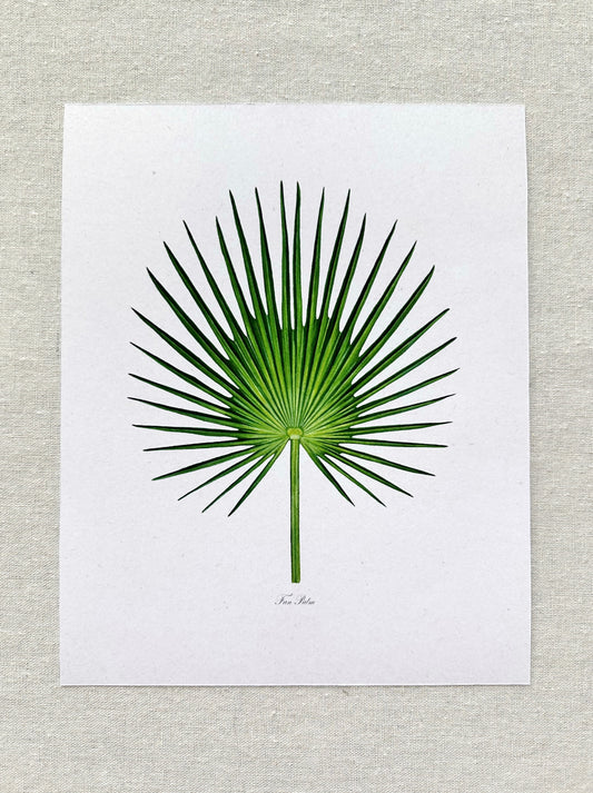 Fan Palm Print