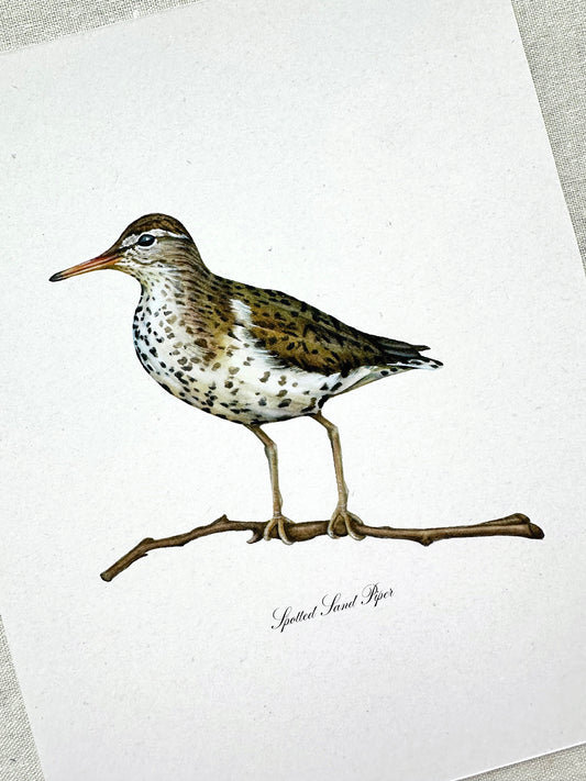 Spotted Sandpiper Print