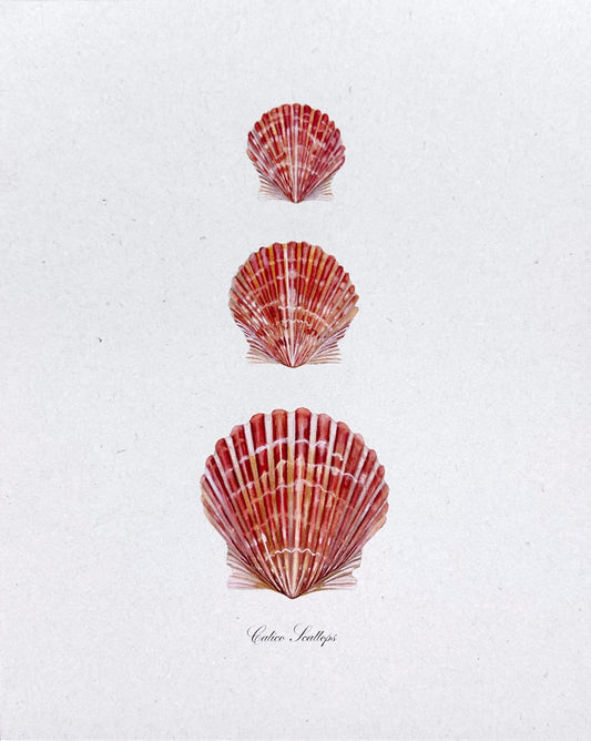 Calico Scallop Print