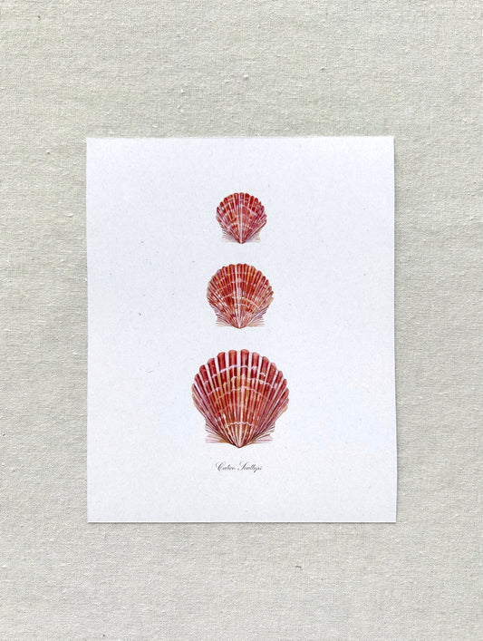 Calico Scallop Print