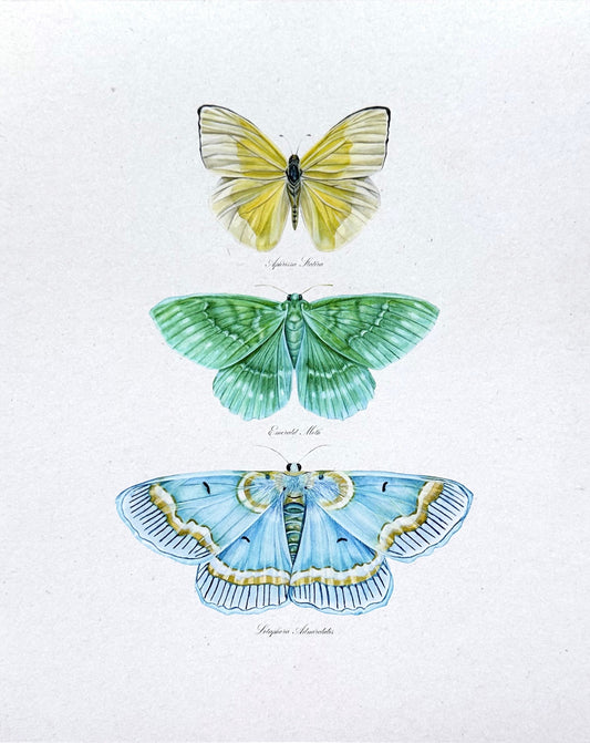 Butterfly Trio Print 1