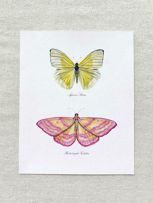 Yellow and Pink Butterfly Print