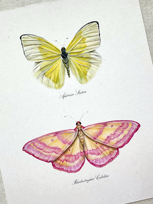 Yellow and Pink Butterfly Print